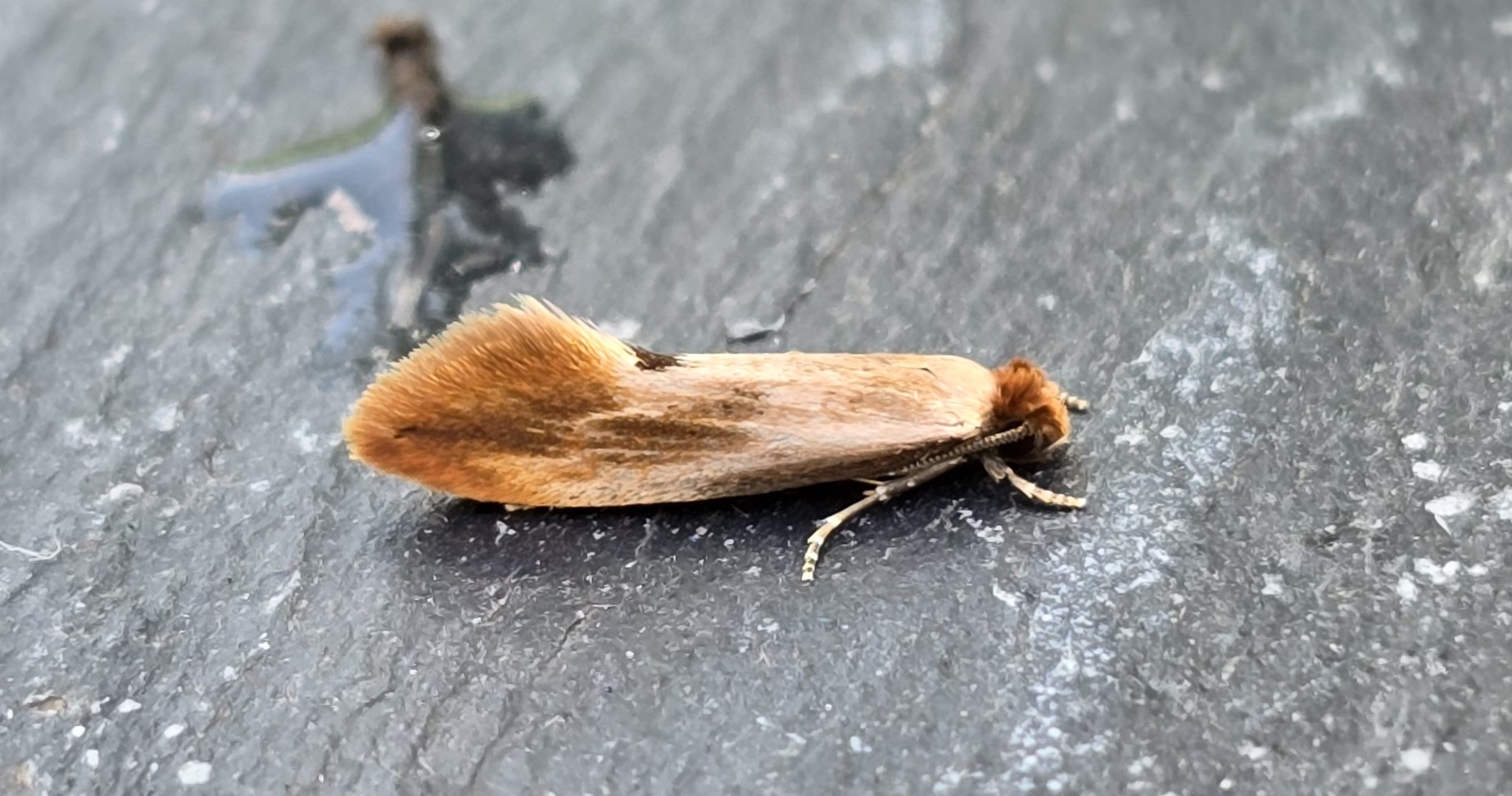 Photo of Orange-tipped Nest Moth (Tinea semifulvella)